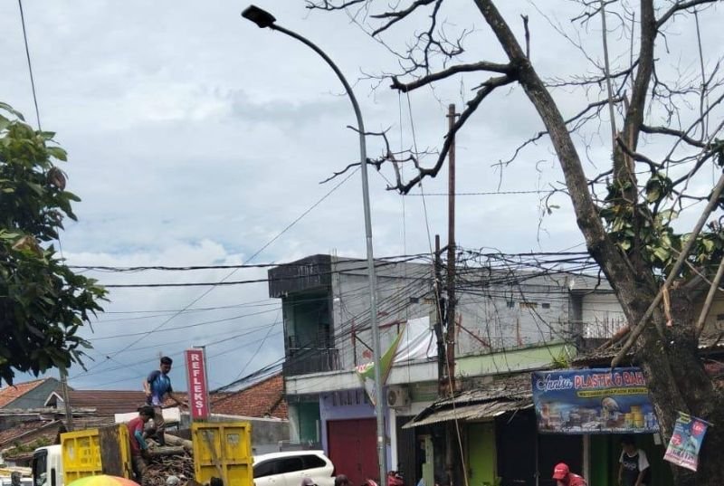 Petugas gabungan tebang pohon lapuk di Jalan Bhayangkara untuk cegah risiko tumbang dan kecelakaan. | Istimewa