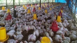 Disperkim Sukabumi perketat izin bangunan peternakan. | Istimewa