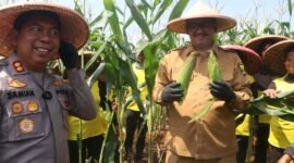 Panen Raya Jagung, Pemkab Sukabumi dan Polres bersinergi wujudkan swasembada pangan. | Fb/ Pemerintah Kabupaten Sukabumi