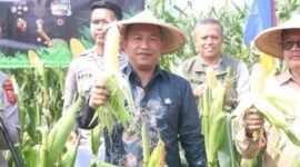 Wakil Bupati Sukabumi hadiri panen raya jagung serentak untuk dorong ketahanan pangan nasional. | Fb/Pemerintah Kabupaten Sukabumi