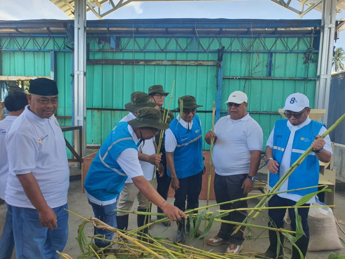 Sorgum Cipatuguran jadi energi hijau untuk PLTU Palabuhanratu.