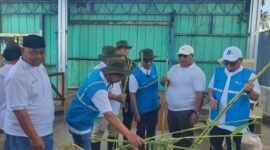 Sorgum Cipatuguran jadi energi hijau untuk PLTU Palabuhanratu.