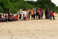 Saksikan penyu bertelur langsung di Pantai Pangumbahan, destinasi wisata edukasi unggulan Sukabumi.