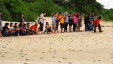 Saksikan penyu bertelur langsung di Pantai Pangumbahan, destinasi wisata edukasi unggulan Sukabumi.