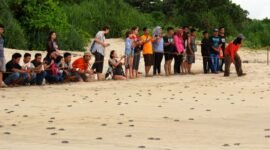 Saksikan penyu bertelur langsung di Pantai Pangumbahan, destinasi wisata edukasi unggulan Sukabumi.