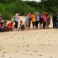 Saksikan penyu bertelur langsung di Pantai Pangumbahan, destinasi wisata edukasi unggulan Sukabumi.